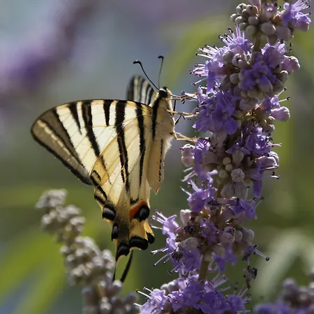 Kalypso Studios & * Karavomylos